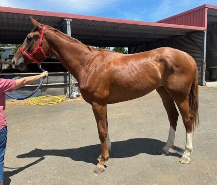 Un-named (Star Witness - Chosen Song)