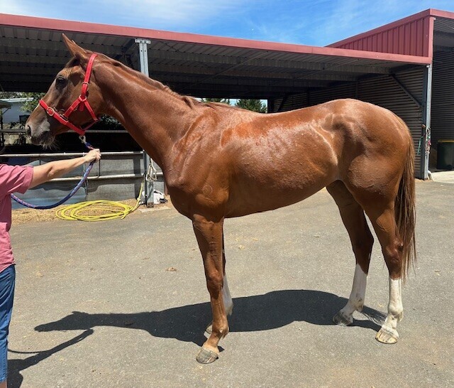 Un-named (Star Witness – Chosen Song)