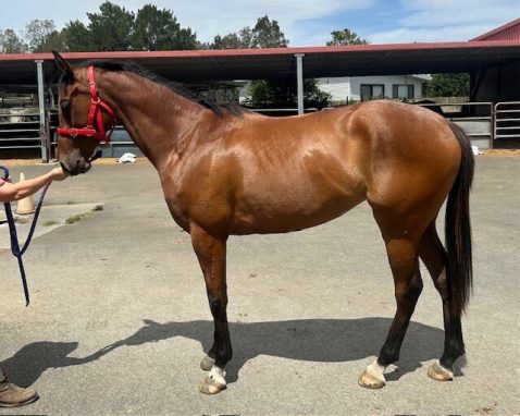 Un-named (Star Witness - Miss Direct)